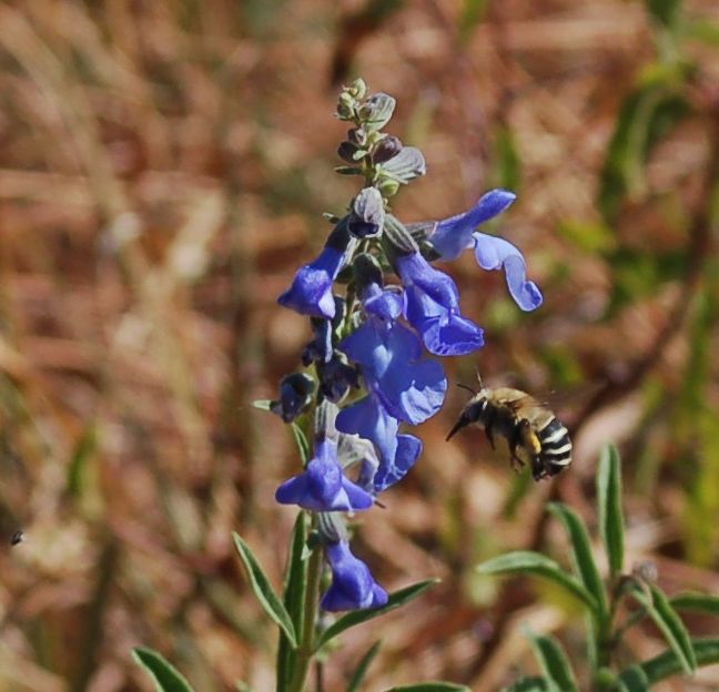 honeybee at blue sage
