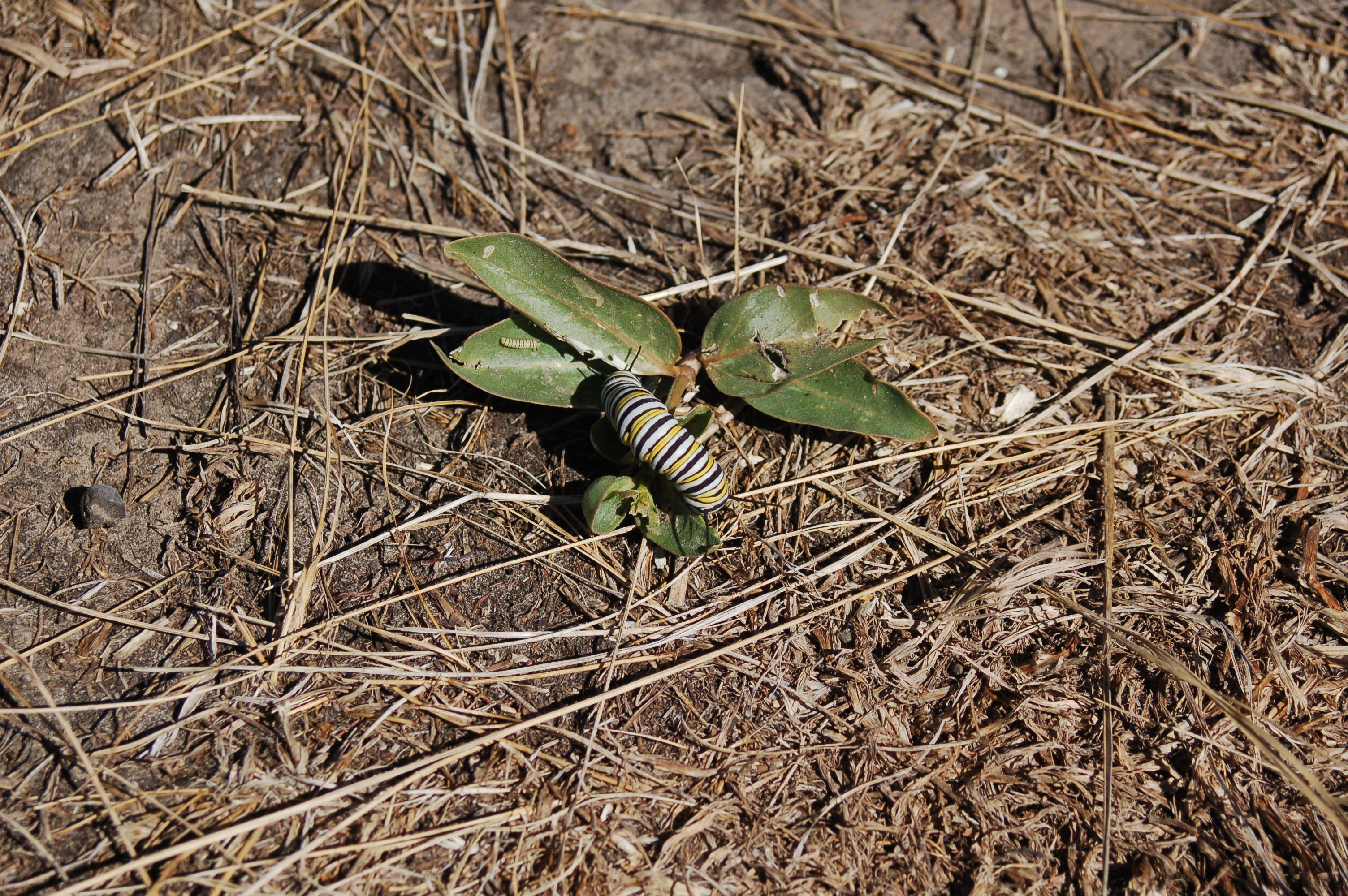 monarch caterpillar