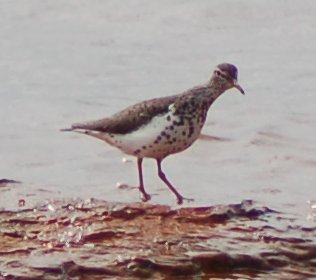 Spotted Sandpiper