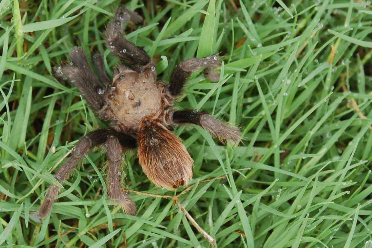 tarantula